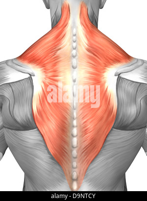 Muskeln von Rücken und Nacken (Splenius Capitis Muskel, Trapezius Muskel). Stockfoto