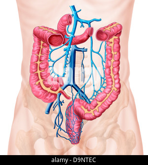 Anatomie des menschlichen Bauch Venensystem. Stockfoto