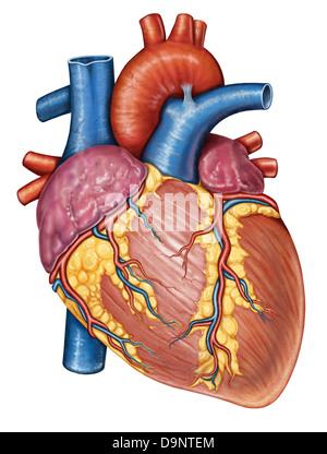 Anatomie des menschlichen Herzens. Stockfoto