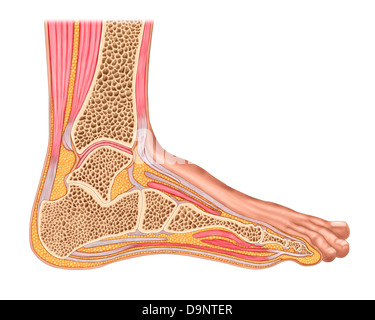 Querschnitt des vorderen menschlichen Fußes mit Muskeln und Bändern. Stockfoto