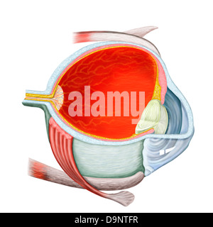 Querschnitt des menschlichen Auges. Stockfoto