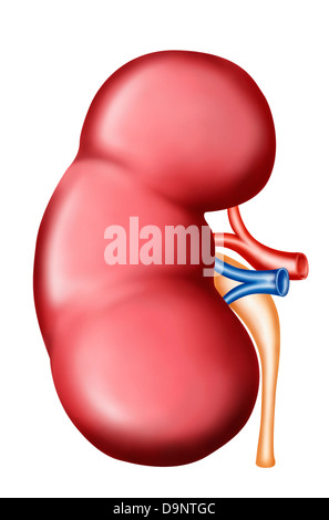 Anatomie der menschlichen Niere. Stockfoto
