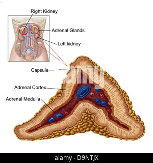 Anatomie der Nebenniere, Querschnitt. Stockfoto