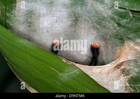 Zehenspitzen von rosa Zehen Tarantel (Avicularia Avicularia) Stockfoto