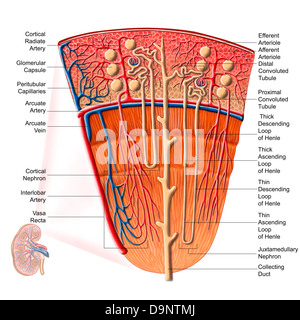Anatomie der menschlichen Nierenfunktion. Stockfoto