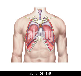 Anatomie der menschlichen Lunge an Ort und Stelle. Stockfoto