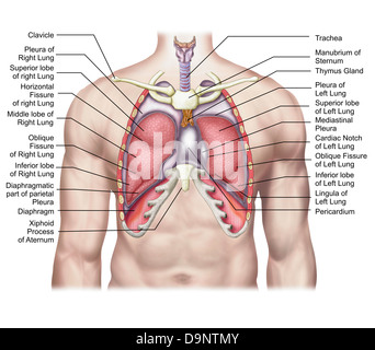 Anatomie der menschlichen Lunge an Ort und Stelle. Stockfoto