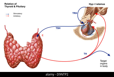 Verhältnis von Schilddrüse und Hypophyse. Stockfoto