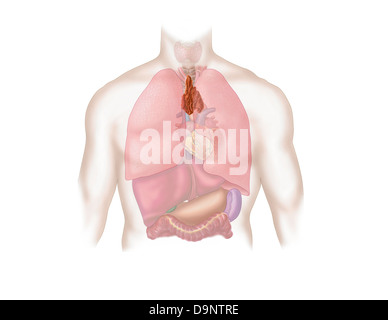 Medizinische Illustration der menschlichen Atemwege und des Verdauungssystems. Stockfoto