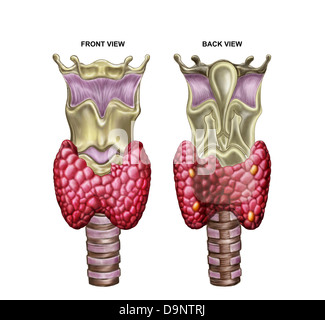 Anatomie der Schilddrüse mit Kehlkopf & Knorpel. Stockfoto