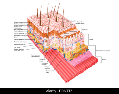 Anatomie der menschlichen Haut. Stockfoto