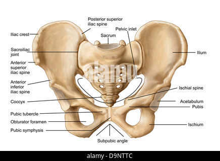 Anatomie des menschlichen Beckenknochen. Stockfoto