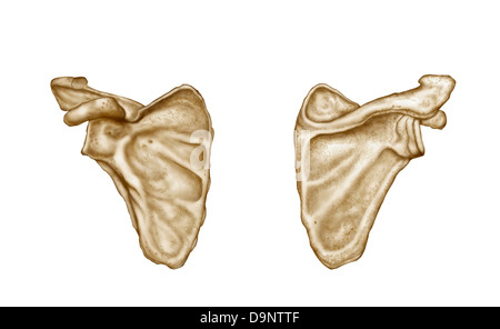 Medizinische Illustration der menschlichen Schulterblatt Knochen. Stockfoto