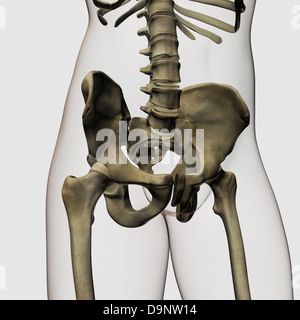 Drei dimensionale Ansicht des menschlichen Beckenknochen. Stockfoto