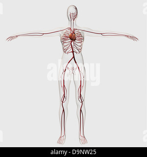 Medizinische Illustration der weiblichen Kreislaufsystem mit Herz und Arterien sichtbar, voller Körper. Stockfoto