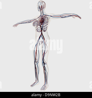 Medizinische Illustration der weiblichen Herz-Kreislauf-System zeigt Arterien und Venen mit Herz im Zentrum. Stockfoto