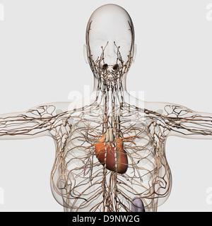 Medizinische Illustration der weiblichen Lymphsystem mit Herz im Center, Vorderansicht. Stockfoto