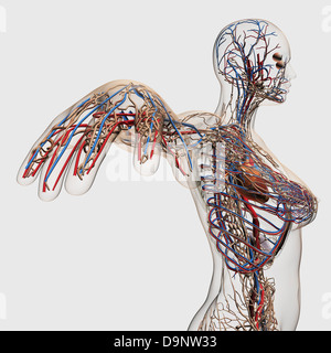 Medizinische Illustration der Arterien, Venen und Lymphsystem mit Herz. Höhenplan der weiblichen Brust. Stockfoto