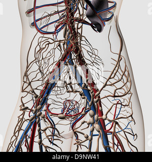 Medizinische Illustration der Arterien, Venen und Lymphsystem in weiblichen Mittelteil, Vorderansicht. Stockfoto