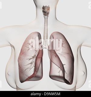 Drei dimensionale Ansicht des weiblichen respiratorischen Systems, close-up. Stockfoto