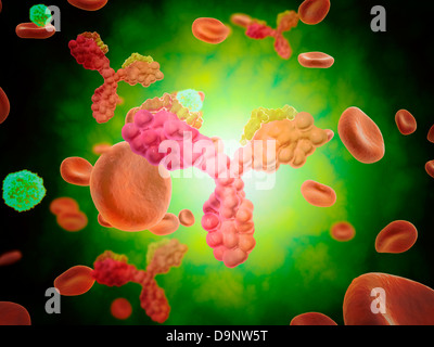 Mikroskopische Ansicht des menschlichen Anitbodies mit roten Blutkörperchen. Stockfoto