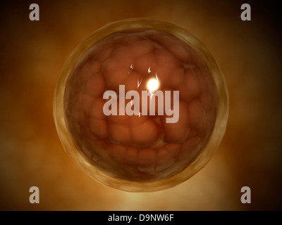 Mikroskopischen Blick auf einen Zeitpunkt während der Schwangerschaft. Stockfoto