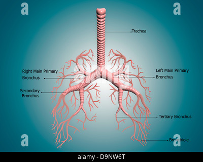 Anatomie des Bronchus und Bronchien. Stockfoto