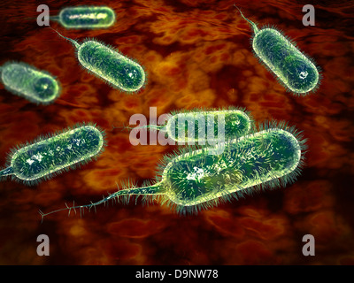 Gruppe von Vibrio Cholerae-Bakterien, die bewirkt, dass die Cholera. Stockfoto