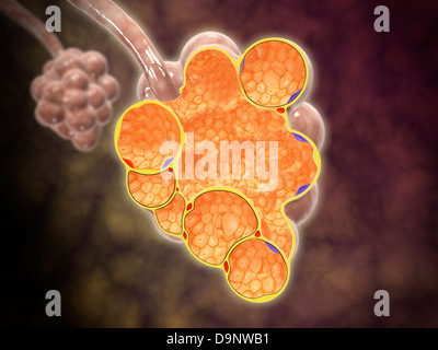 Querschnitt der Alveolen Zweige. Stockfoto