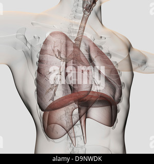 Drei dimensionale Ansicht des männlichen respiratorischen Systems, close-up. Stockfoto