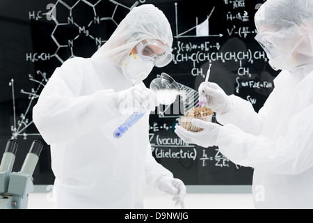 Seitenansicht von zwei Personen in einem Labor testen und anwenden von Gentechnik auf Pilze mit einer Tafel auf dem Hintergrund Stockfoto