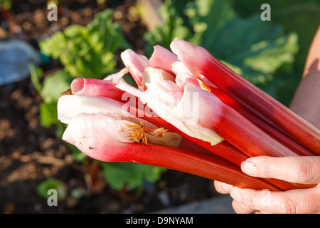 Rhabarber pflücken im Garten Stockfoto