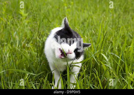 schwarze und weiße Katze auf der Wiese sitzen und Essen grass Stockfoto