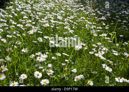 Nahaufnahme von Daisy wilde Blumen wachsen in einem irischen Garten Stockfoto