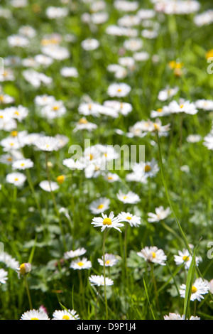 Nahaufnahme von Daisy wilde Blumen wachsen in einem irischen Garten Stockfoto