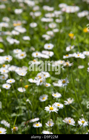 Nahaufnahme von Daisy wilde Blumen wachsen in einem irischen Garten Stockfoto