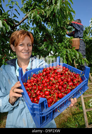 Landwirt Simone Hofert hält eine Kiste mit frisch gepflückten Kirschen auf einem Feld in der Nähe von Koenigschaffhausen, Deutschland, 24. Juni 2013. Der Kaiserstuhl Landwirte erwarten eine durchschnittliche Ernte. Foto: Patrick Seeger Stockfoto