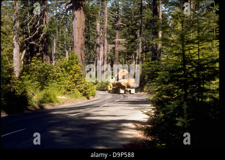 Der Redwood National Park liegt im Norden Kaliforniens und ist bekannt für seine majestätischen Mammutbäume an der Küste. Es ist Teil des National Park Service und ist für seine vielfältigen Ökosysteme bekannt, die von gemäßigten Regenwäldern bis hin zu Prärien reichen. Besucher können diese alten Wälder erkunden, zu denen die höchsten Bäume der Erde gehören. Stockfoto