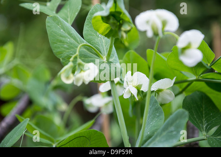 Blühende Erbsen 'Premium' im Gemüsebeet, UK. Stockfoto