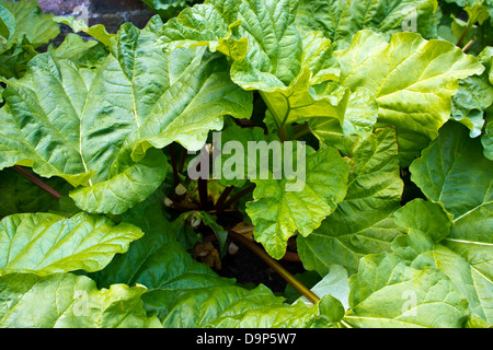 Großen Rhabarber Pflanzen in einem Garten. Stockfoto