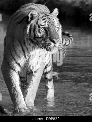 Sibirische Tiger zu Fuß durch einen Bach. Stockfoto