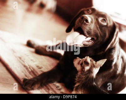 Großer Hund, kleiner Hund Stockfoto