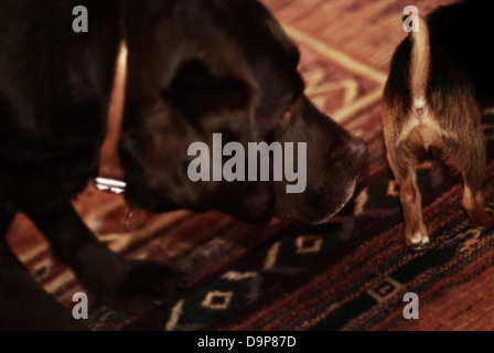 Kleiner Hund, großer Hund Stockfoto