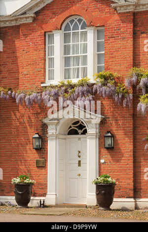 Wisteria floribunda um ein rotes Backsteinhaus mit weißen Eingangstür im historischen Dorf Lavenham, Suffolk, England, UK wachsende Stockfoto