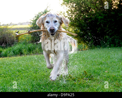 Ein golden Retriever, Abrufen von einem Stick nach dem Schwimmen im Fluss. Stockfoto