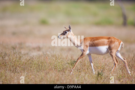 Schwarz buck Tier Stockfoto