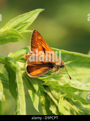 Makro Nahaufnahme von der männlichen bräunlich große Skipper Butterfly (Ochlodes Sylvanus) posiert auf einem Blatt Stockfoto