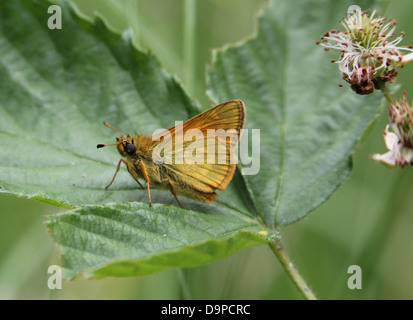 Makro Nahaufnahme von der weiblichen bräunlich große Skipper Butterfly (Ochlodes Sylvanus) posiert auf einem Blatt Stockfoto