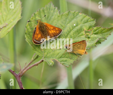 Makro Nahaufnahme eines männlichen und weiblichen großen Skipper Schmetterlings (Ochlodes Sylvanus) posiert auf einem Blatt Stockfoto