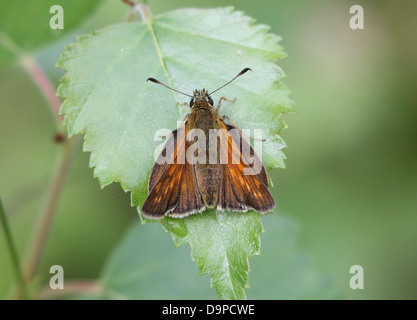 Makro Nahaufnahme von der weiblichen bräunlich große Skipper Butterfly (Ochlodes Sylvanus) posiert auf einem Blatt Stockfoto